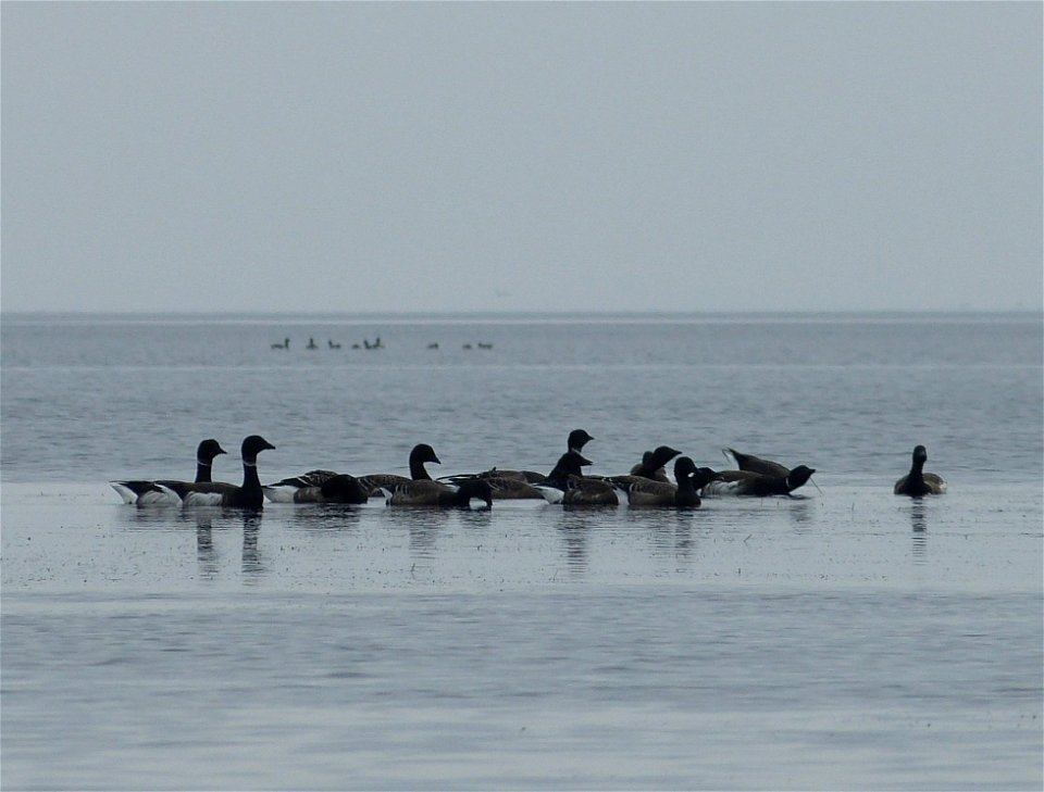 Brant at Izembek Lagoon