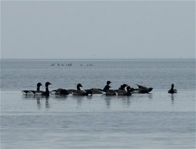 Brant at Izembek Lagoon