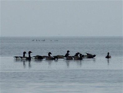 Brant at Izembek Lagoon photo