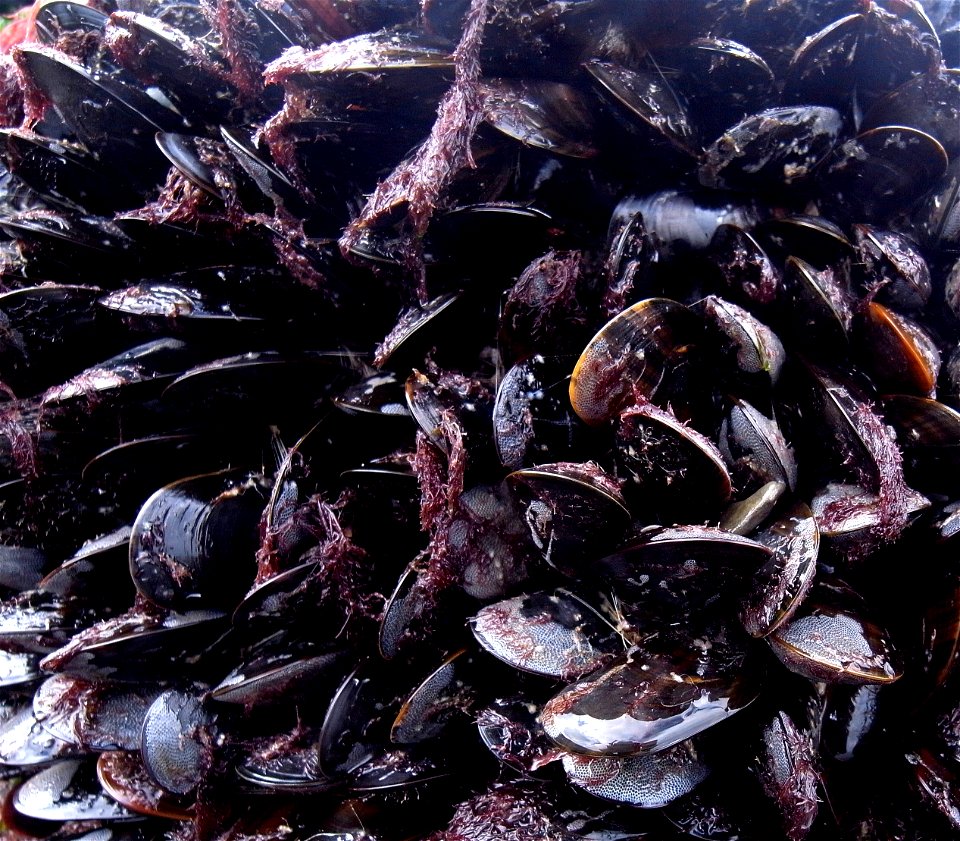 Muscles, Clovelly, Devon, UK