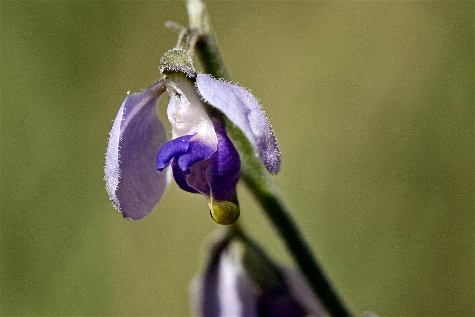 Polygala obscura