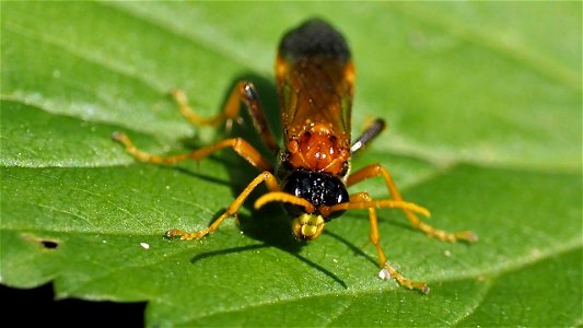 Tenthredo campestris (Feld-Blattwespe)