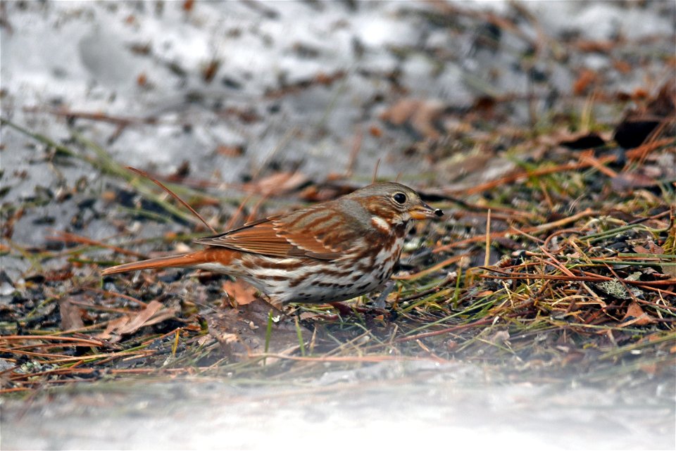 Fox sparrow in the snow photo