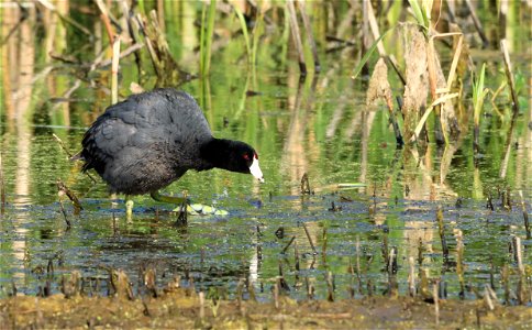 American Coot Huron Wetland Management District photo