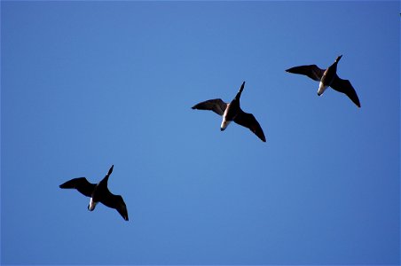 Brant at Izembek Lagoon
