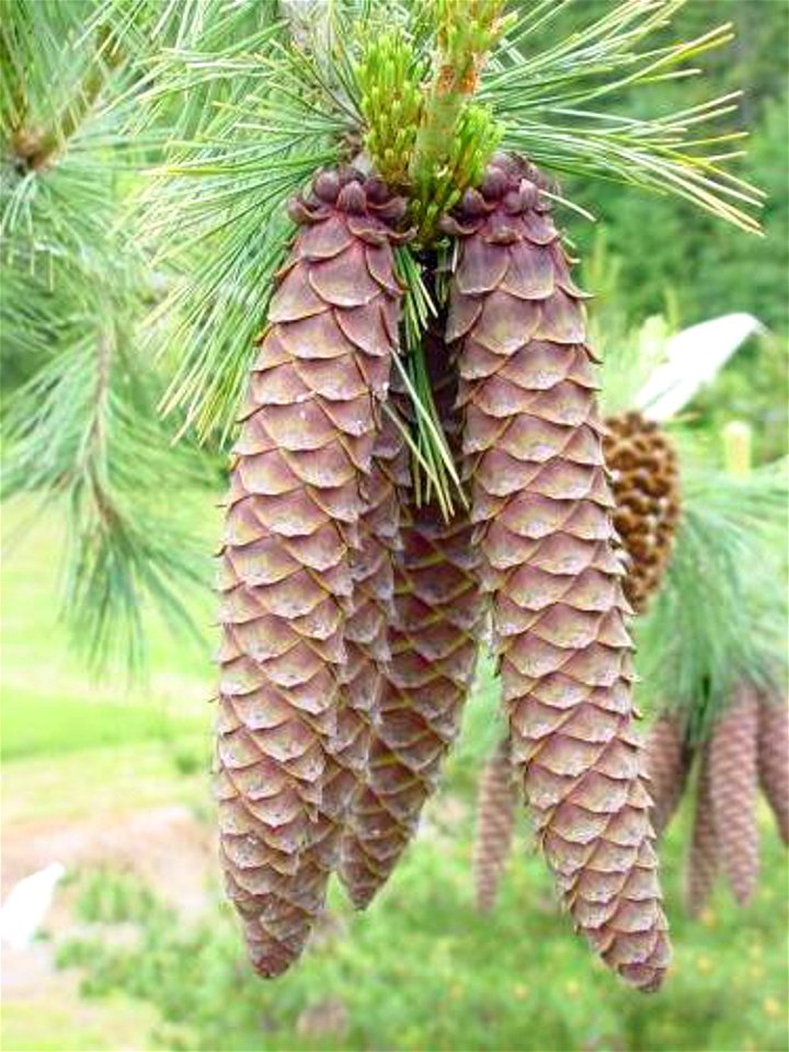 western-white-pine-conesjpg_49385080153_o