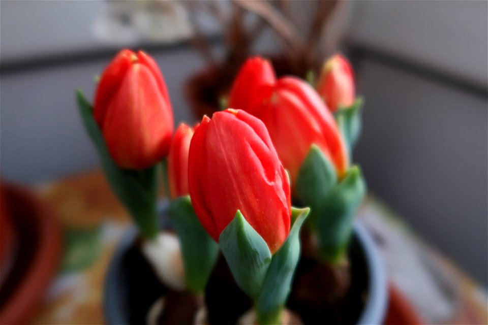 tulips_lalele-2023_0219_074623