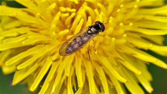 Melanostoma scalare (Matte Schwarzkopf-Schwebfliege) - Weibchen auf Löwenzahnblüte