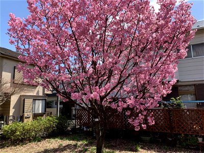 Sakura Tree