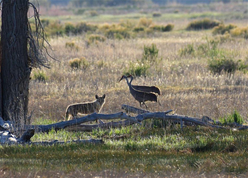 Coyote on Seedskadee National Wildlife Refuge