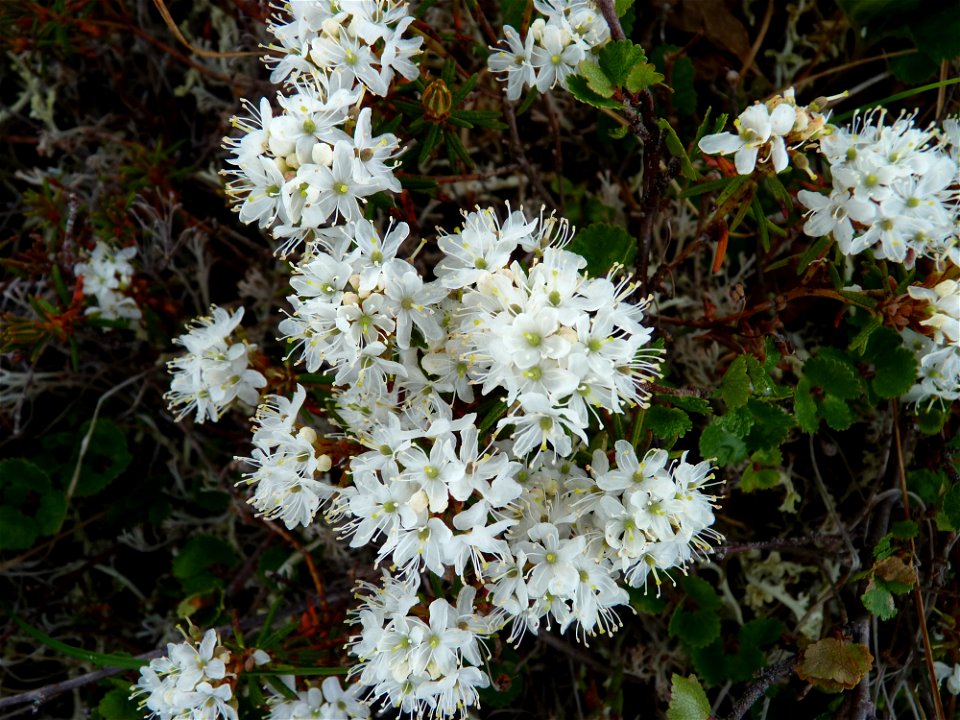 Labrador Tea_6-25-2011