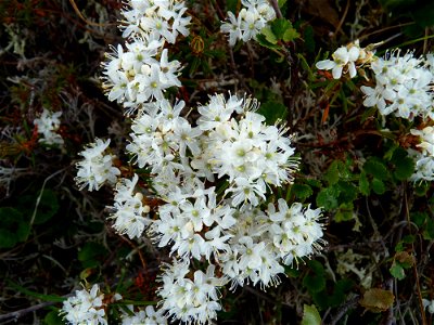 Labrador Tea_6-25-2011 photo