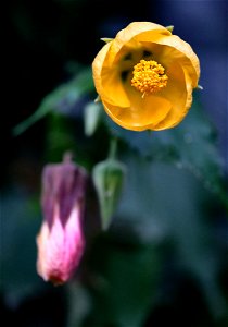 Una flor de abutilón en jardín de Curacaví photo