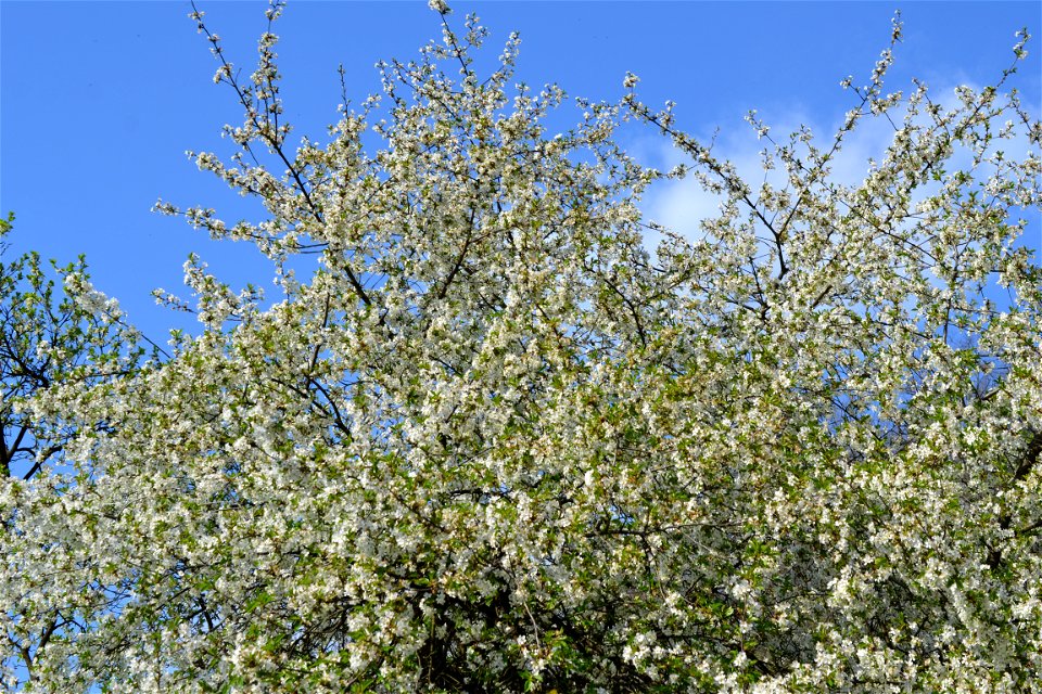 Spring ,April 2023