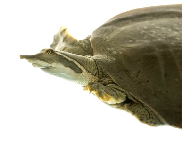 Smooth softshell turtle (Apalone mutica) by Sam Stukel, USFWS photo