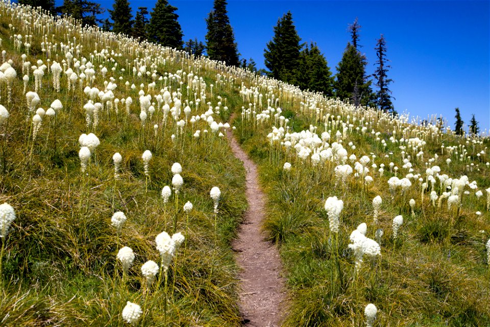 Willamette National Forest, Coffin Mountain Trail