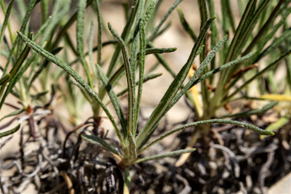 Eriogonum lonchophyllum