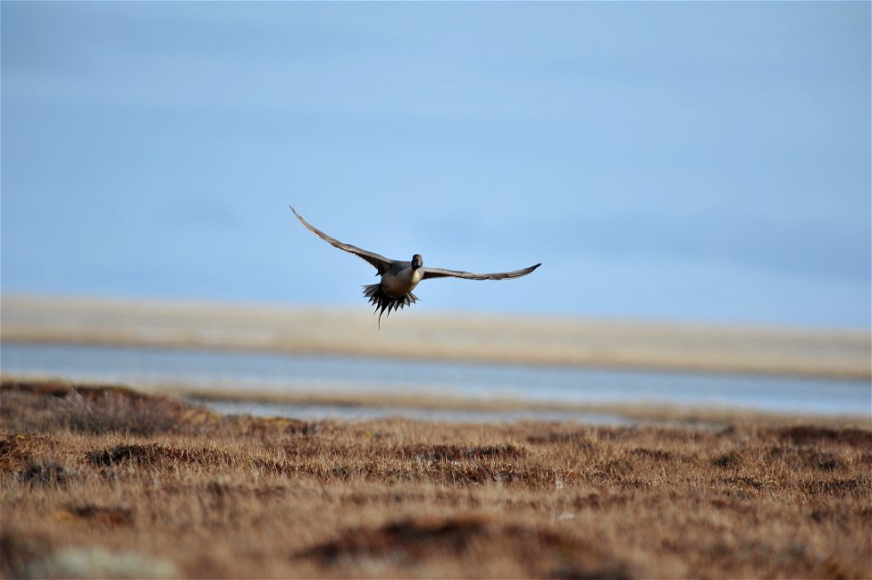 Northern Pintail photo