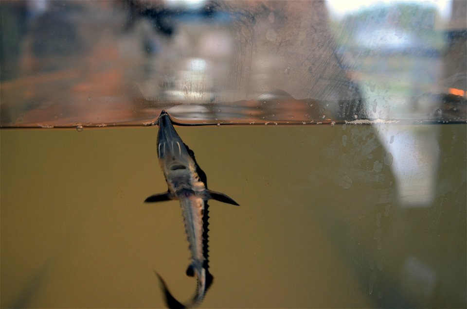 Lake Sturgeon Belly