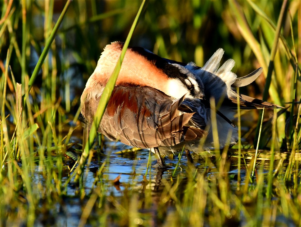 Wilson's phalarope at Seedskadee National Wildlife Refuge