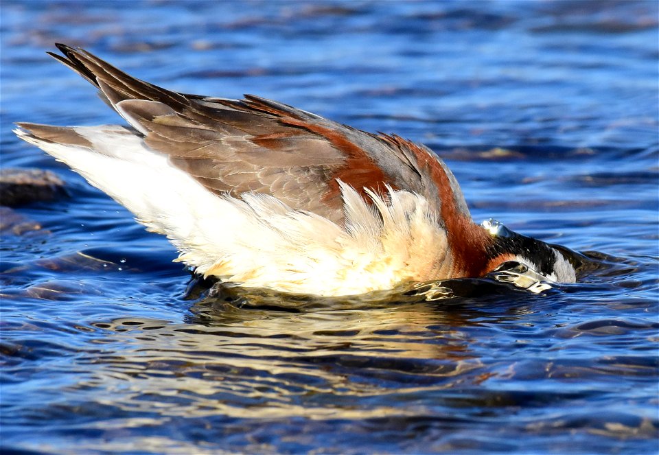Wilson's phalarope at Seedskadee National Wildlife Refuge