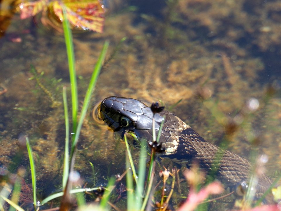 snake portrait