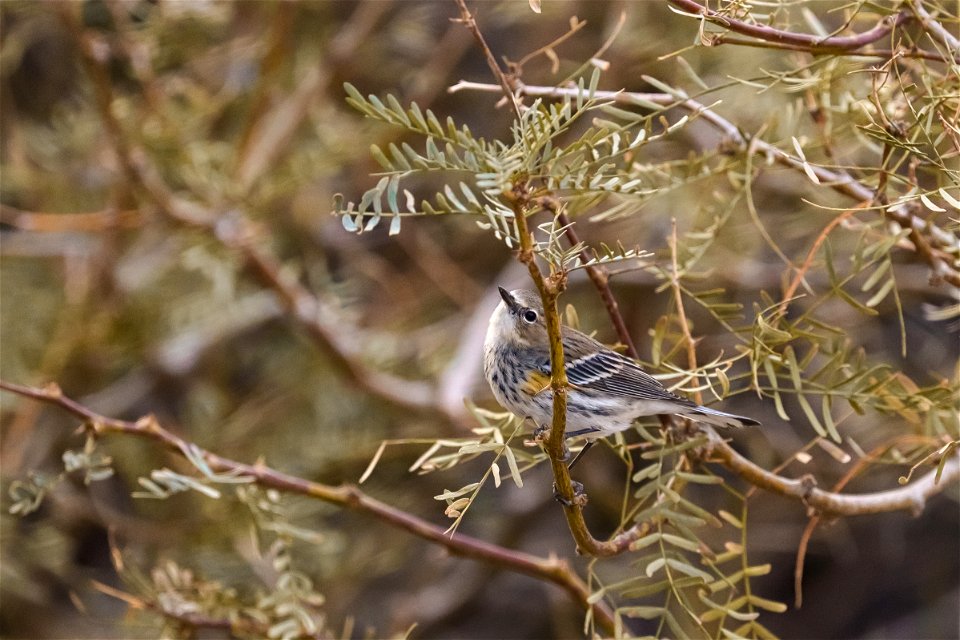 Yellow-rumped Warbler photo