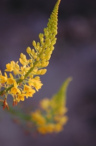 Bunch of flowers plants branches photo