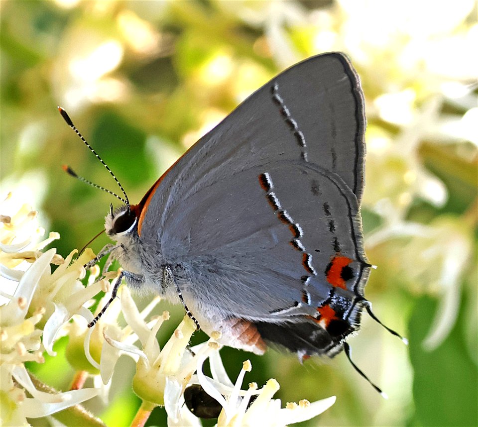 HAIRSTREAK, GRAY (Strymon melinus) (05-11-2023) southern pines, moore co, nc -01