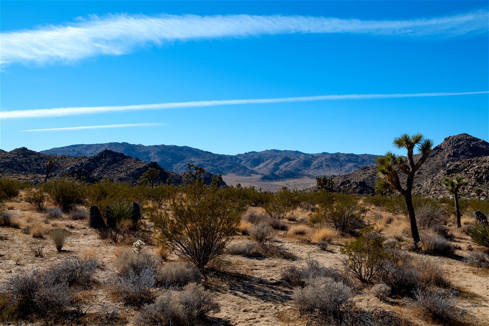 Joshua Tree National Park