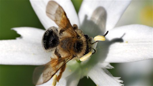Andrena cf. gravida (Schwere Sandbiene)  auf Dolden-Milchstern (Ornithogalum umbellatum)