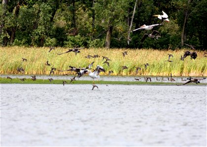 Ducks, geese and pelicans photo