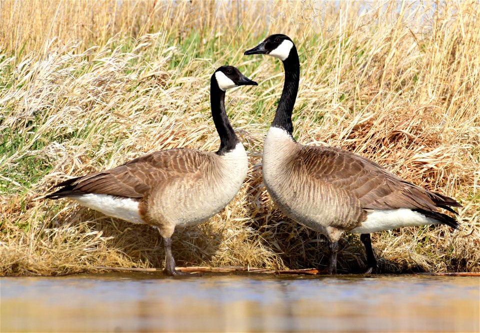 Canada geese at Seedskadee National Wildlife Refuge