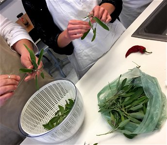 Prepping sage leaves for drying photo