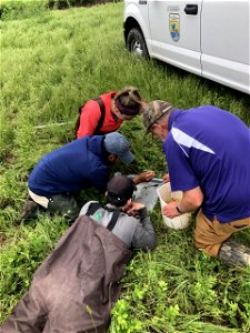 Invertebrate sampling photo