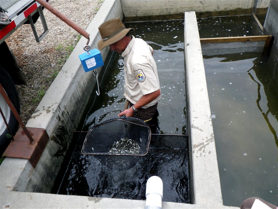 Harvesting Walleye at Garrison Dam National Fish Hatchery photo