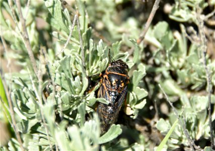 Sagebrush cicada at Seedskadee National Wildlife Refuge Wyoming