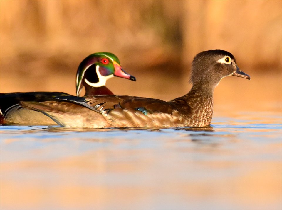 Wood duck at Seedskadee National Wildlife Refuge