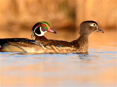 Wood duck at Seedskadee National Wildlife Refuge photo