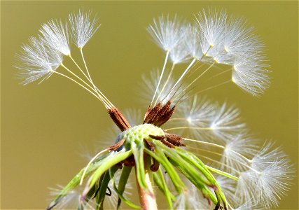 Dandelion on Seedskadee National Wildlife Refuge