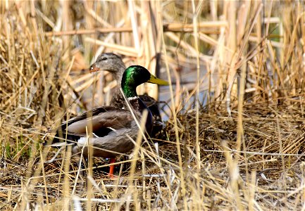 Mallard on Seedskadee National Wildlife Refuge photo