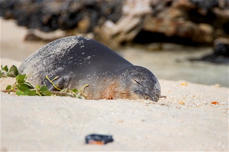 Hawaiian Monk Seal photo
