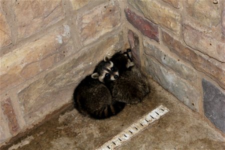 Young Raccoons near the refuge office photo
