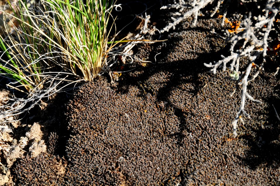 Biological Soil Crust at Seedskadee National Wildlife Refuge Wyoming