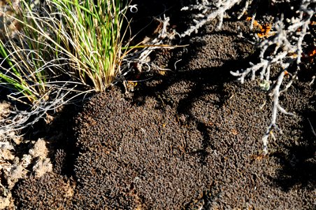 Biological Soil Crust at Seedskadee National Wildlife Refuge Wyoming