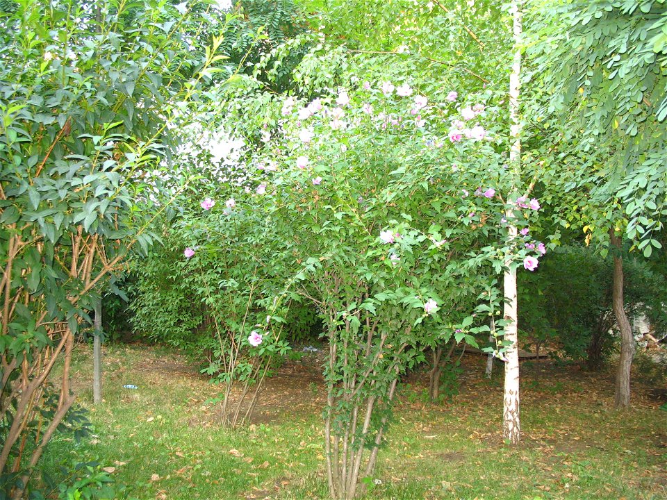 SfMariaTurda_20070713_09