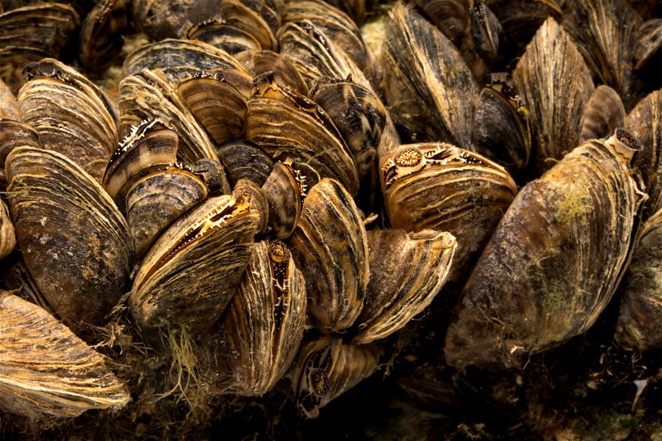 Zebra Mussels (Dreissena polymorpha)