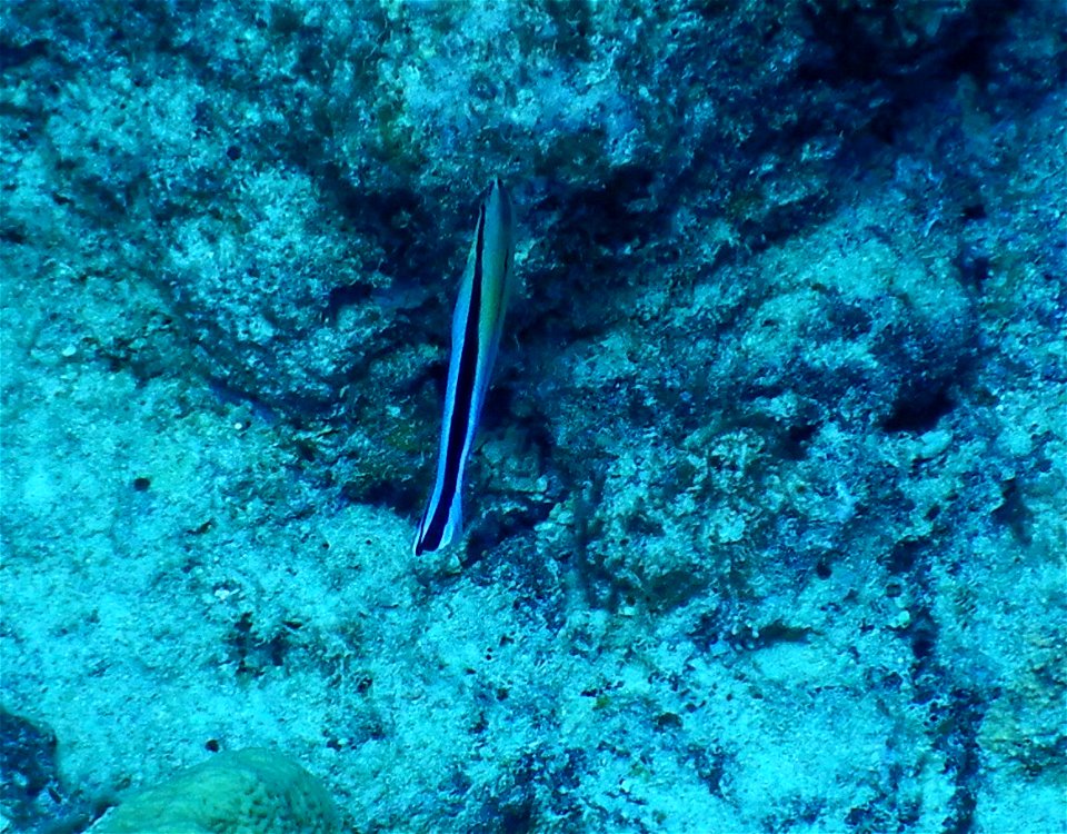 Labroides dimidiatus 3