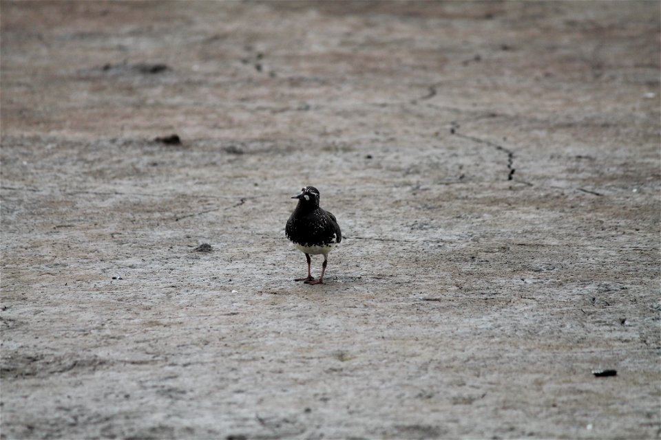 Curious Black turnstone