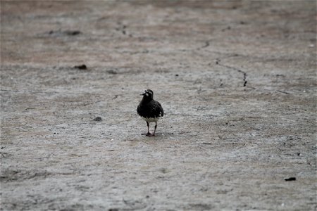 Curious Black turnstone